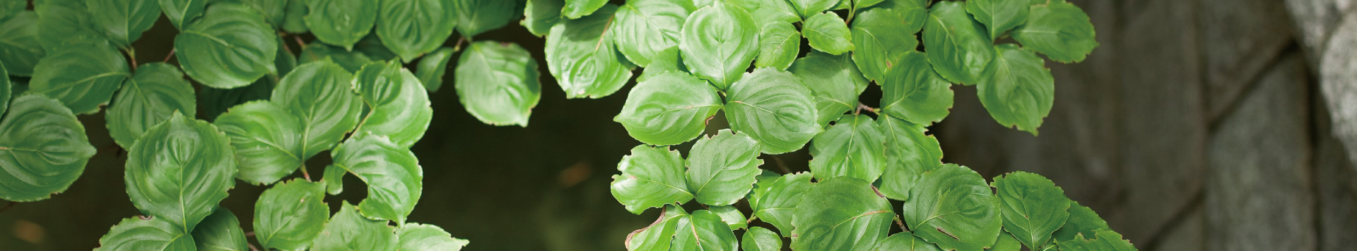 庭に植えられた水々しい緑の葉