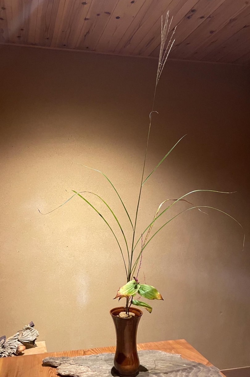 いけばな教室で使う花「すすき」