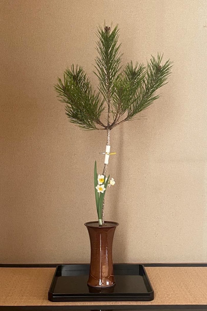 いけはな教室で使う花「松」