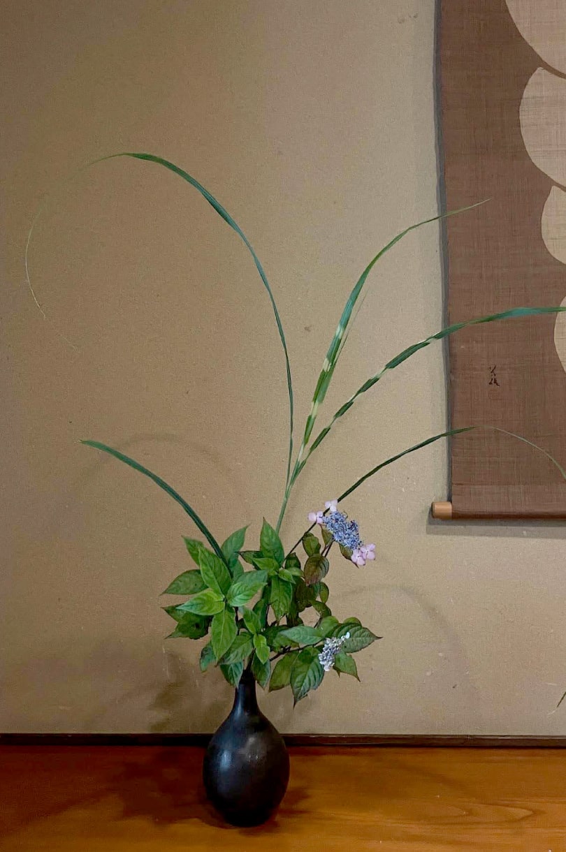 いけばな教室で使う花「紫陽花」