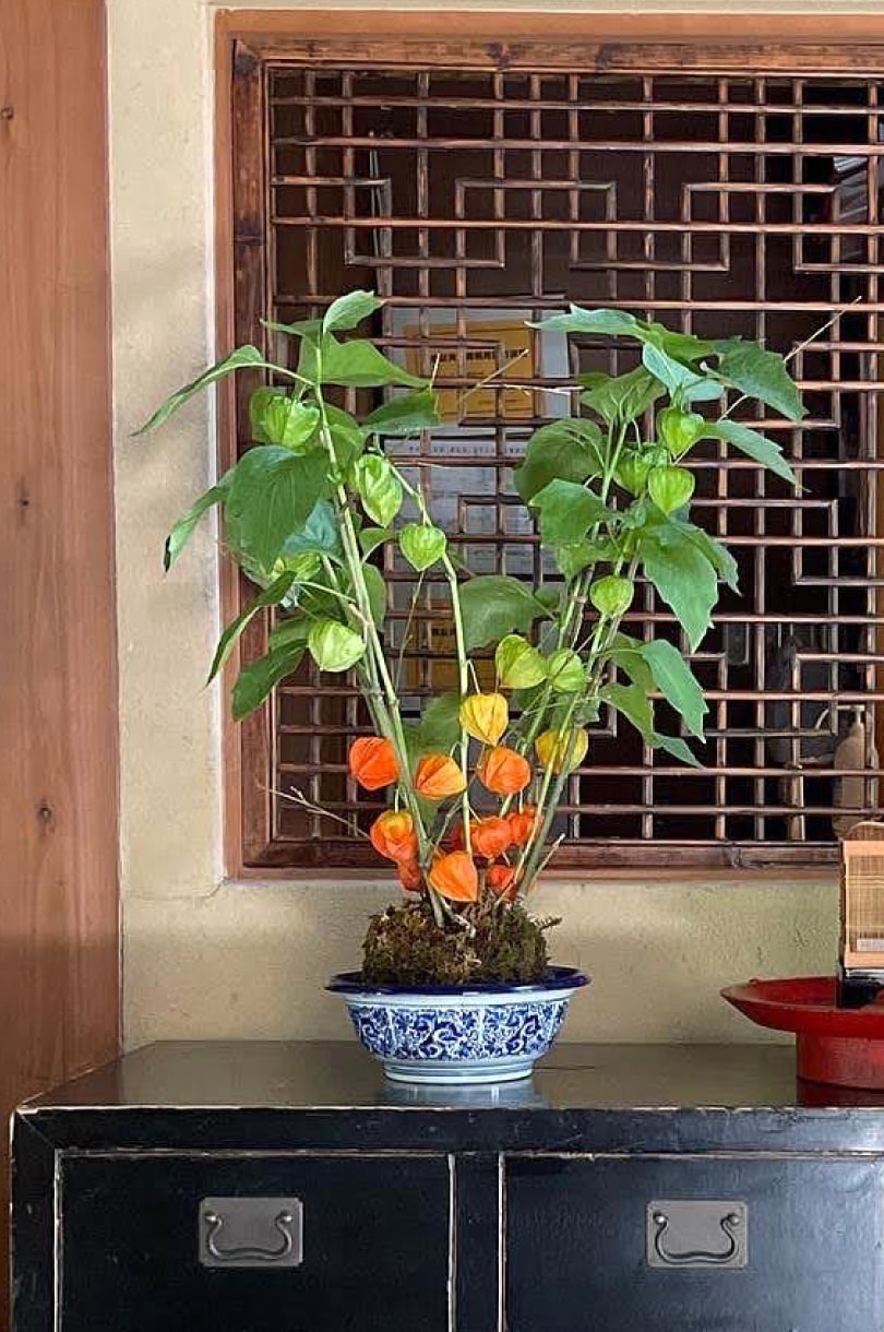 生花教室で使う花「鬼灯」